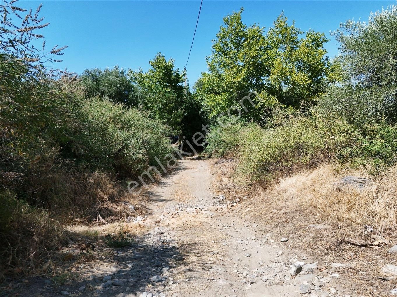 Aydın Karacasu Bahçeköy'de Doğanın Kalbinde Satılık Müstakil Zeytinlik - Görsel 6