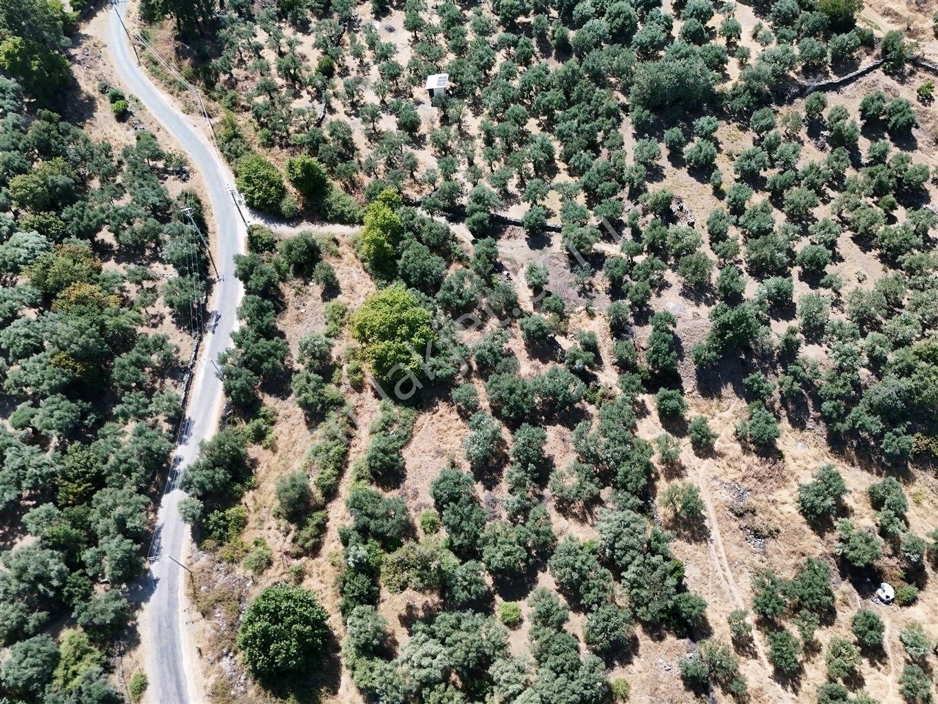 Aydın Karacasu Bahçeköy'de Doğanın Kalbinde Satılık Müstakil Zeytinlik - Görsel 31
