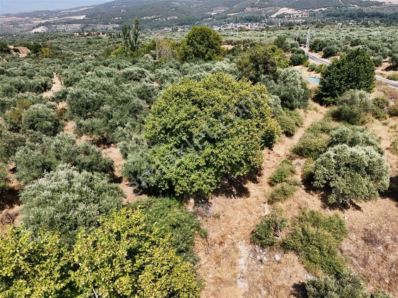Aydın Karacasu Bahçeköy'de Doğanın Kalbinde Satılık Müstakil Zeytinlik - Görsel 26