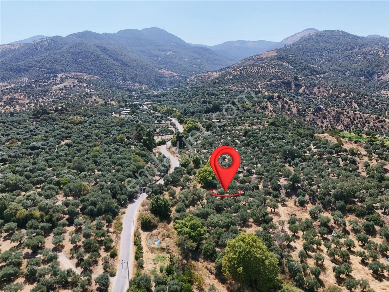 Aydın Karacasu Bahçeköy'de Doğanın Kalbinde Satılık Müstakil Zeytinlik - Görsel 3