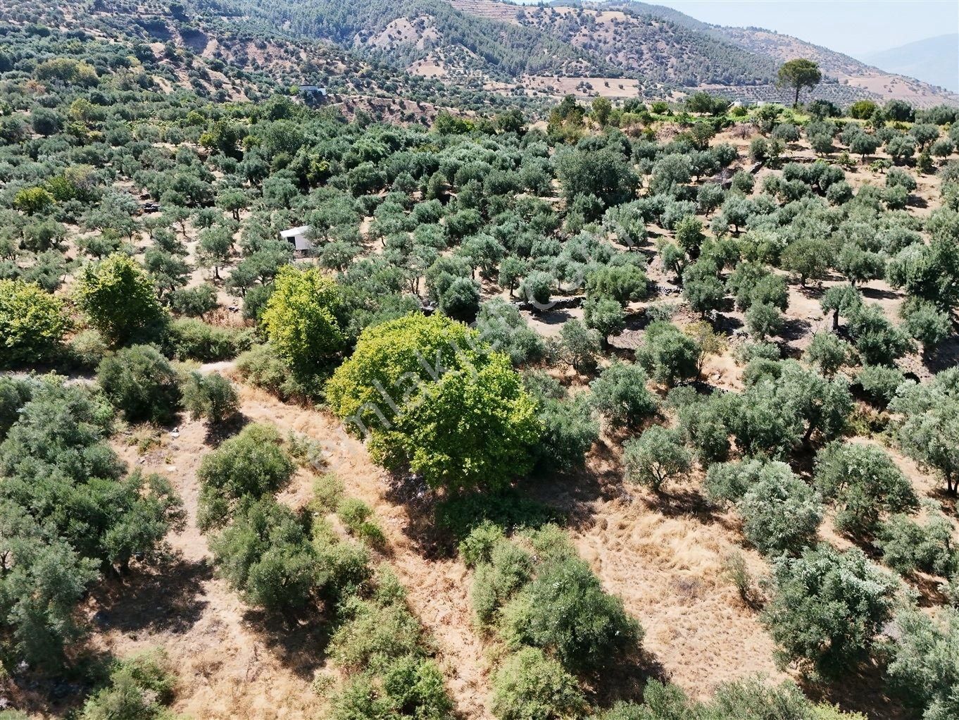 Aydın Karacasu Bahçeköy'de Doğanın Kalbinde Satılık Müstakil Zeytinlik - Görsel 29
