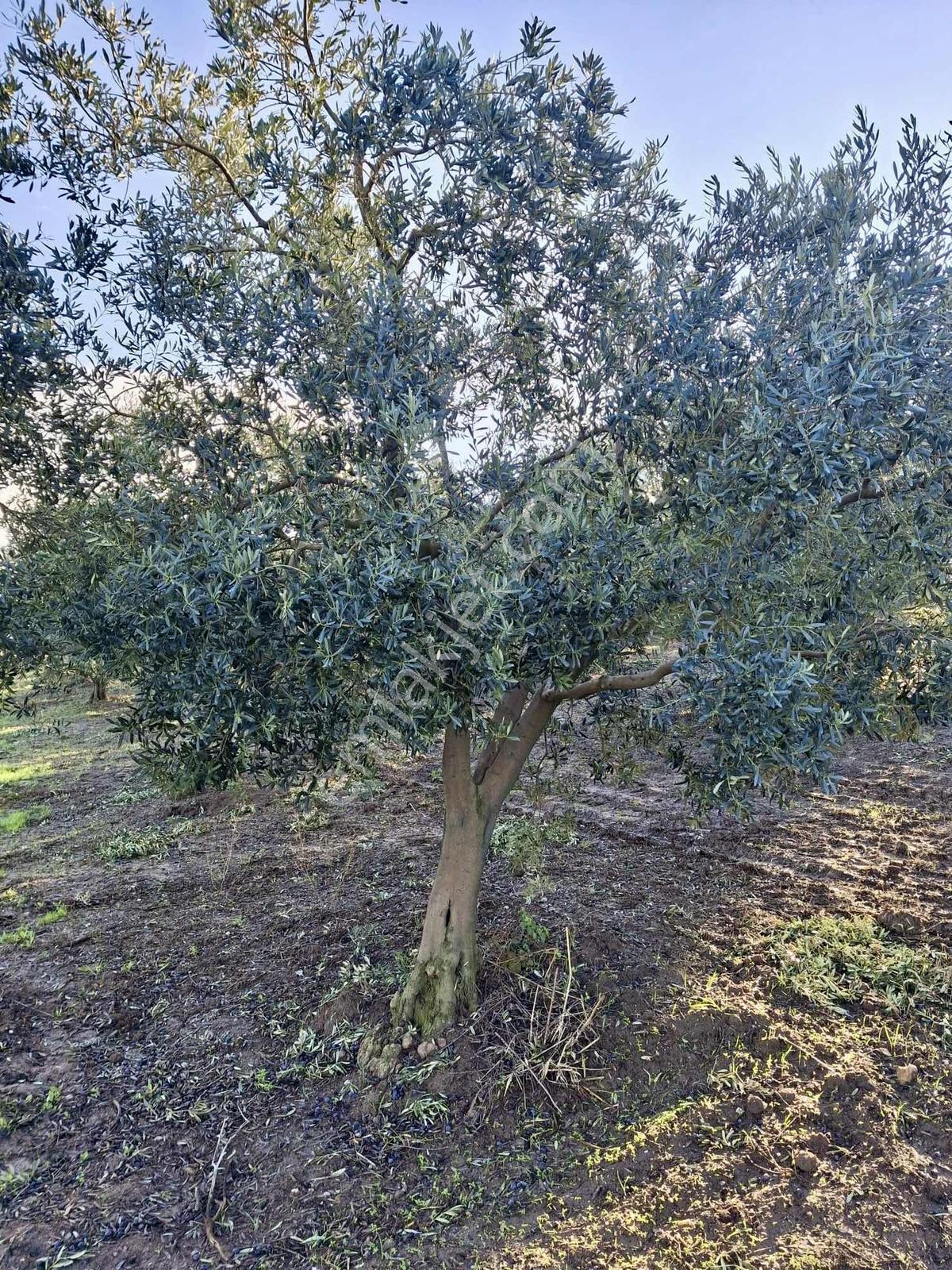 Satılık Mudanya Çınarlıda Yola Cephe Tarla - Görsel 2