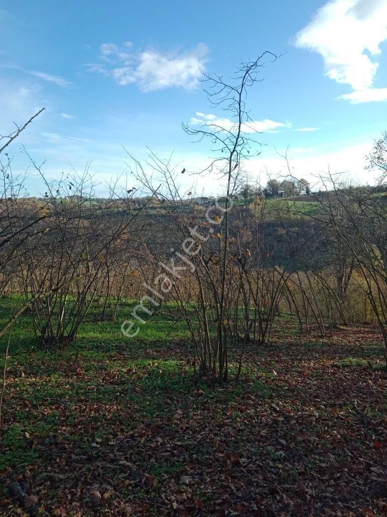 İzmit Kurtdere Mah.1.166 M² Yatırımlık Fındıklık Tarlası