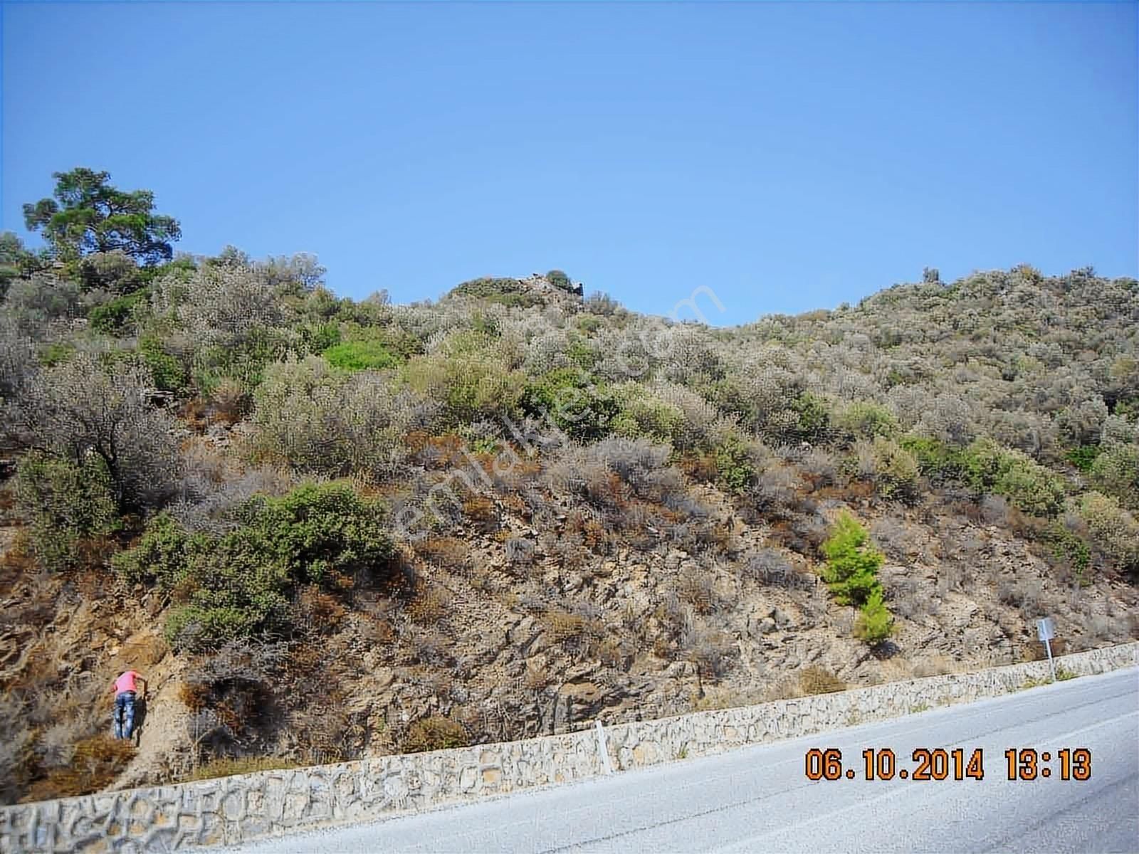 Gümüldürde Ana Yola Yakın 6631 M2 Satılık Zeytinlik Deniz Manzar - Görsel 3