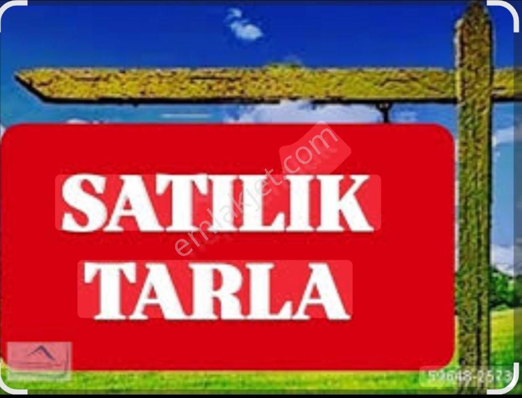 Torbalı Arslanlarda 9300 M² Tek Tapu Zeytinlik Satılık - Görsel 3