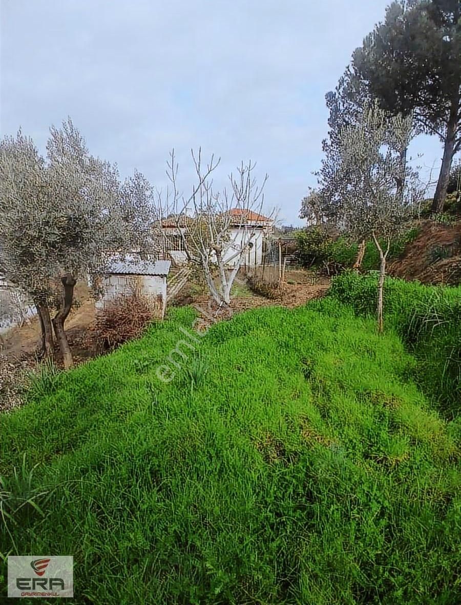 Era'dan Satılık Ev Ve Zeytinlik Koçarlı Cincinde - Görsel 3