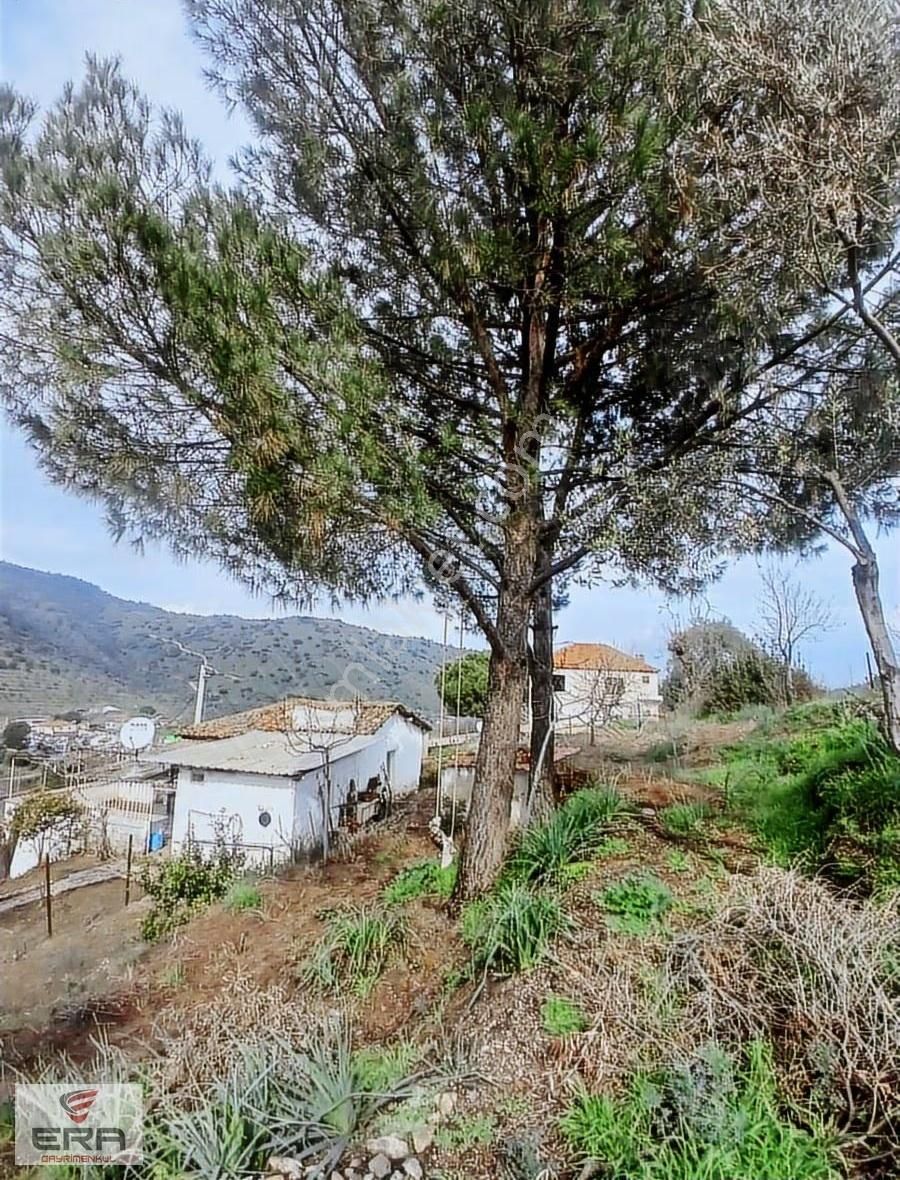 Era'dan Satılık Ev Ve Zeytinlik Koçarlı Cincinde - Görsel 6