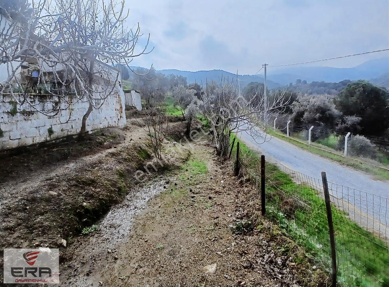 Era'dan Satılık Ev Ve Zeytinlik Koçarlı Cincinde - Görsel 14