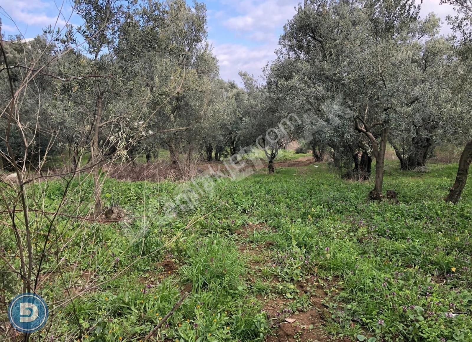 Mudanya Çepnide Satılık Kadastro Yoluna Cephe Zeytin Bahçesi