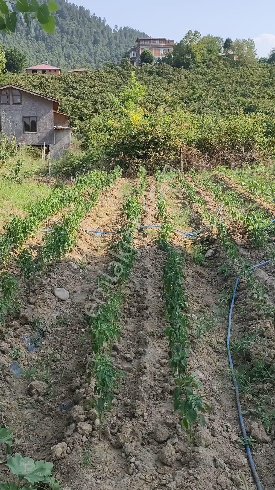 Killik'de Organize Sanayi Yakını Müstakil Bahçe - Görsel 30