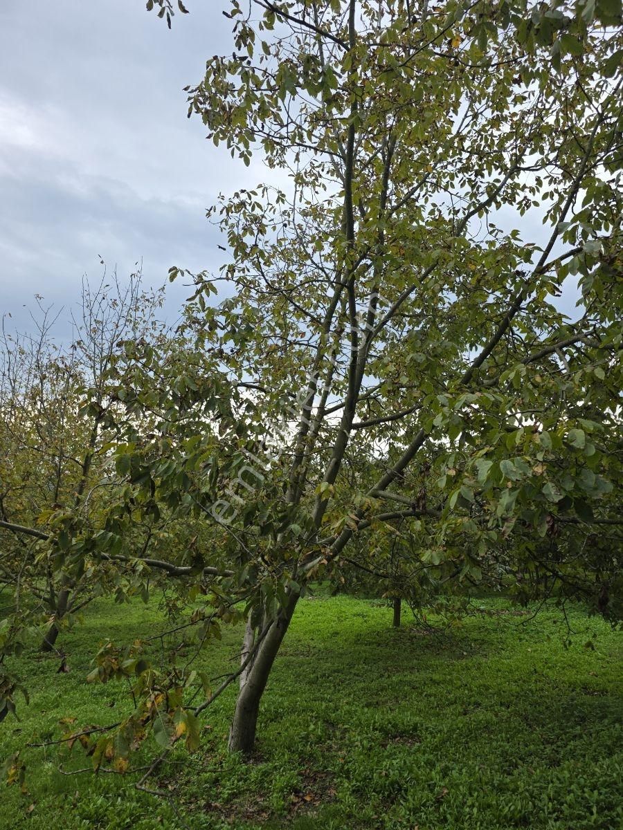 Sakarya Serdivan Çubuklu Köyünde Muhteşem Arazi - Görsel 2