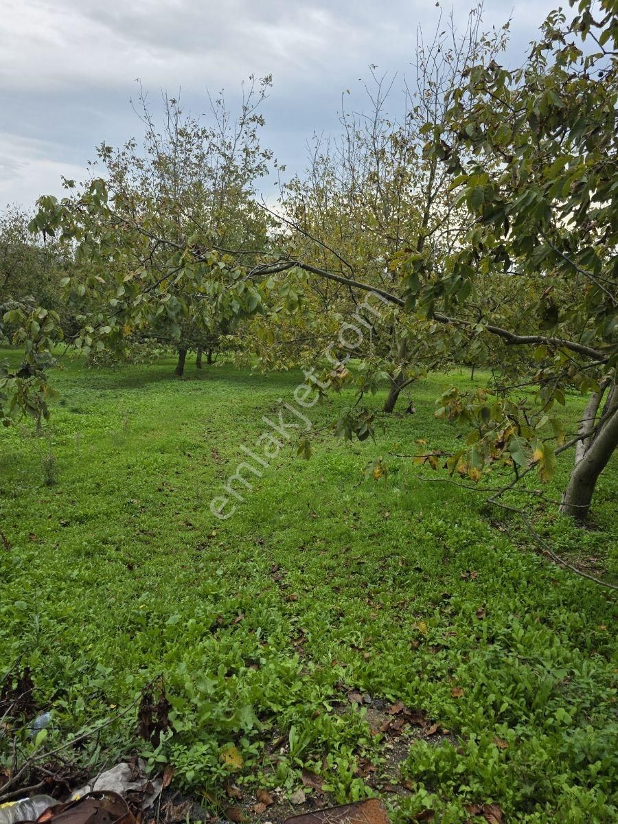 Sakarya Serdivan Çubuklu Köyünde Muhteşem Arazi - Görsel 6