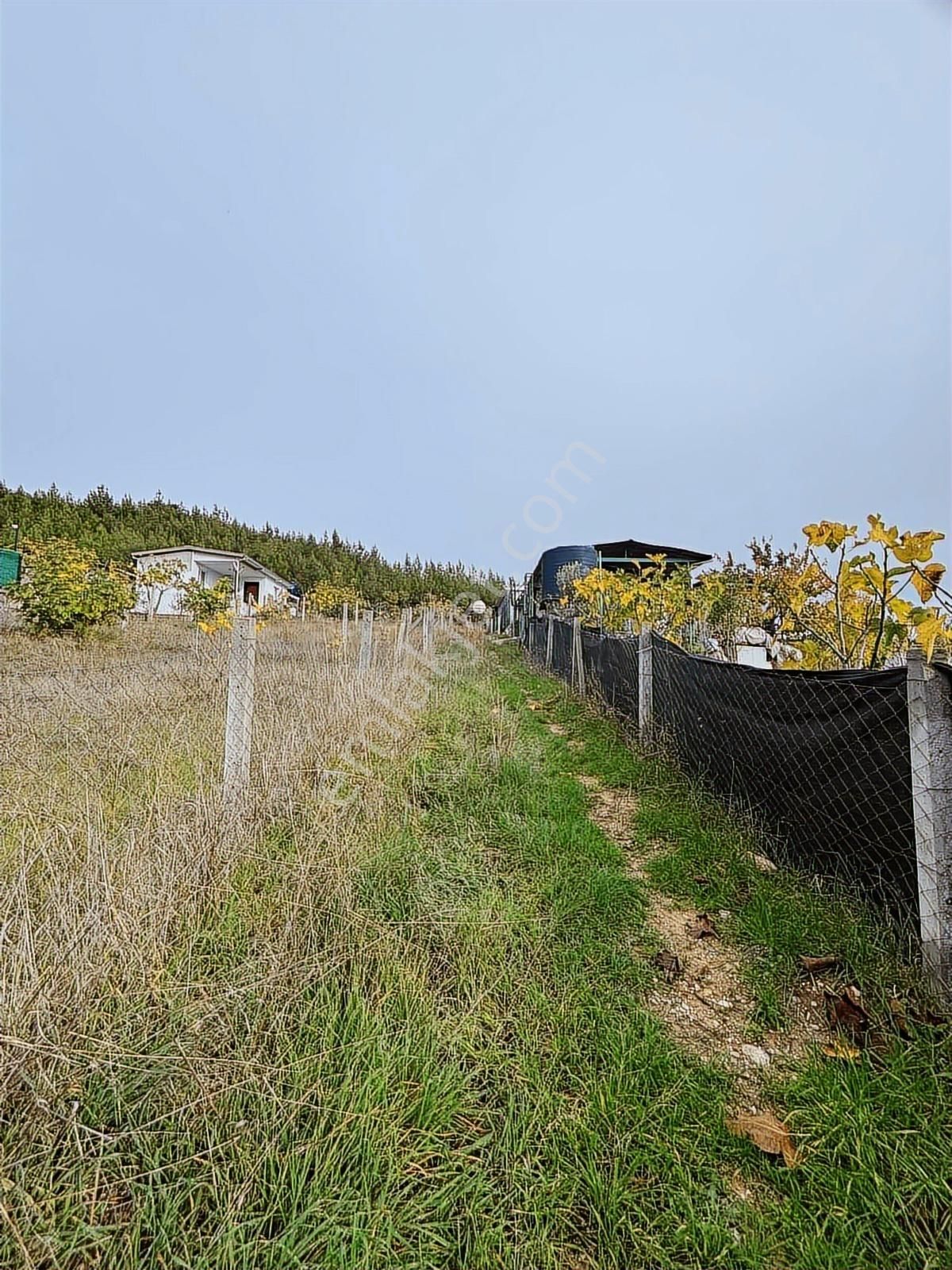 Tapulu Arsa - Görsel 5