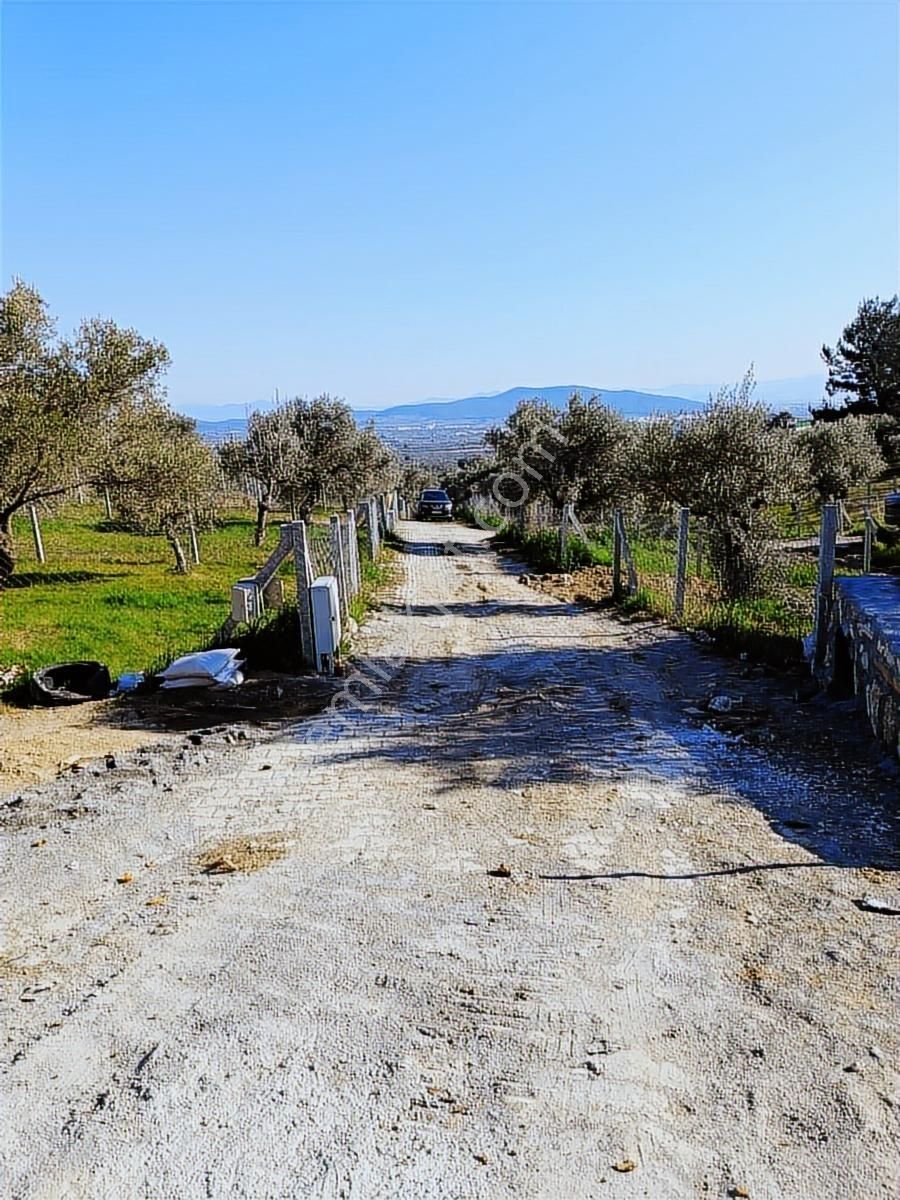 Torbalı Bozköyde Tapudan Satışlı Elektrik Sulu Arsa - Görsel 5