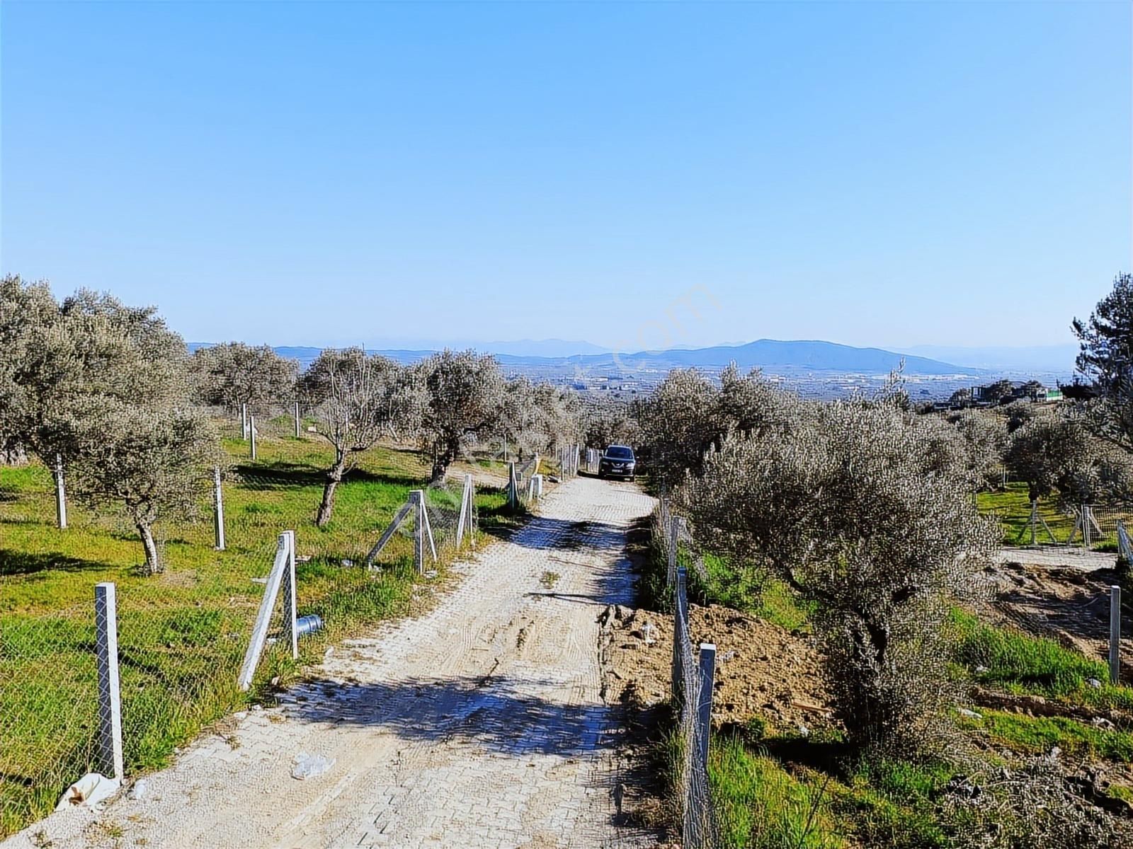 Torbalı Bozköyde Tapudan Satışlı Elektrik Sulu Arsa - Görsel 12