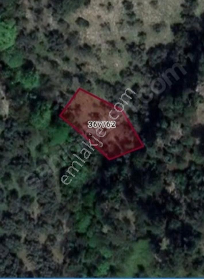 🌿 İzmir Bayındır Hisarlık’ta Satılık Zeytinlik 🌿 - Görsel 4