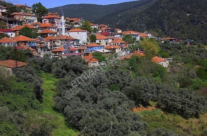 🌿 İzmir Bayındır Hisarlık’ta Satılık Zeytinlik 🌿