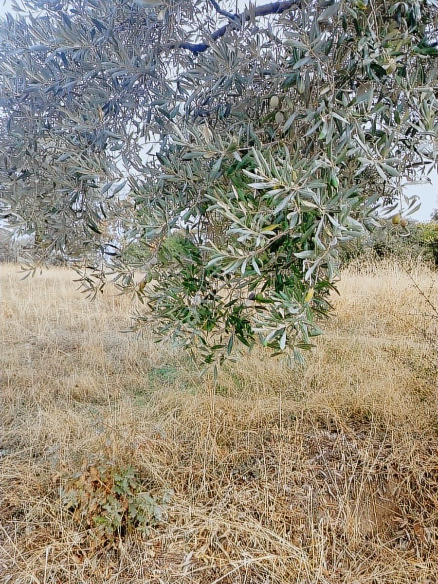 Aydın İncirliova Palamut Satılık Zeytin Bahçesi - Görsel 20