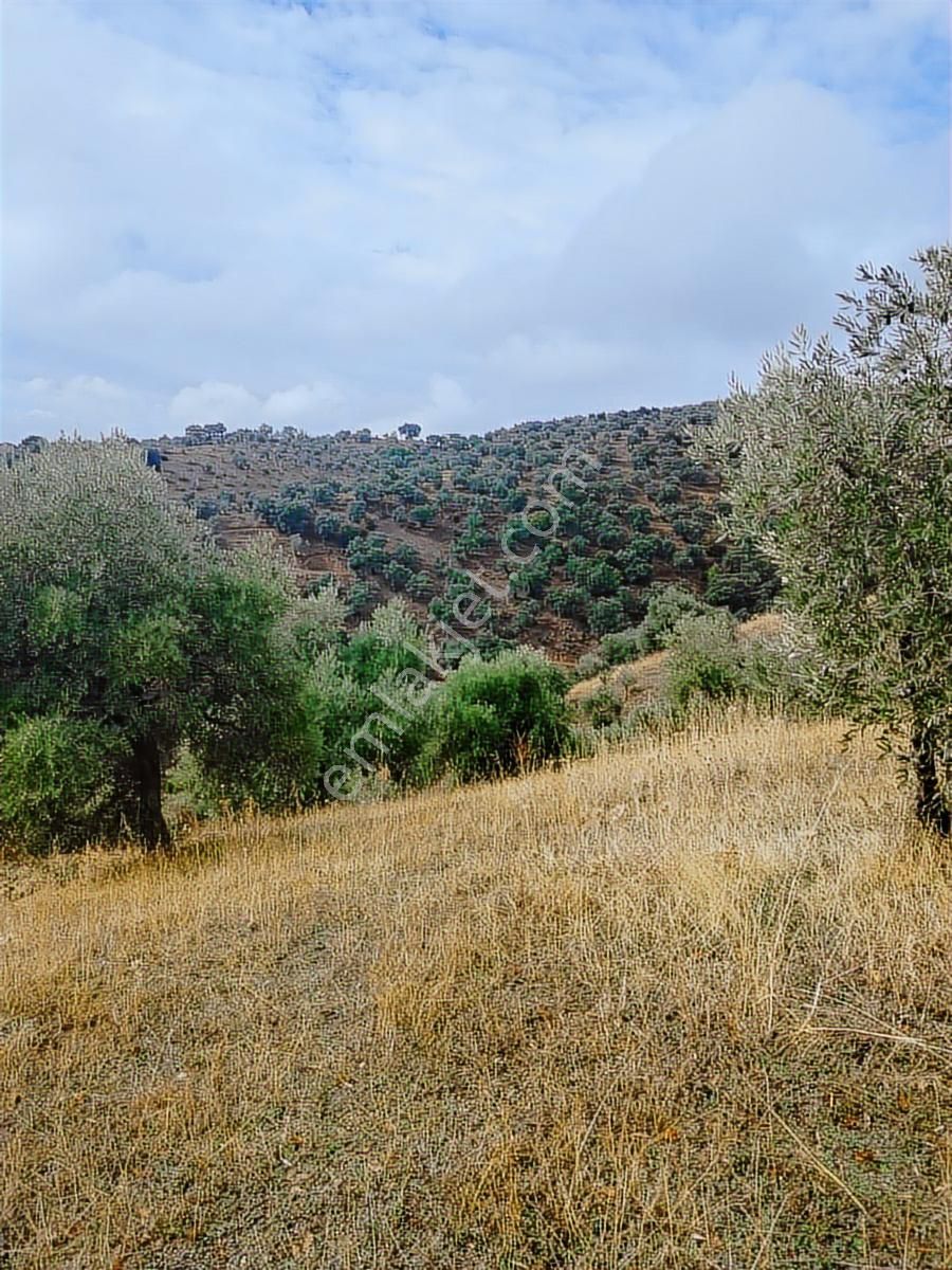 Aydın İncirliova Palamut Satılık Zeytin Bahçesi - Görsel 11