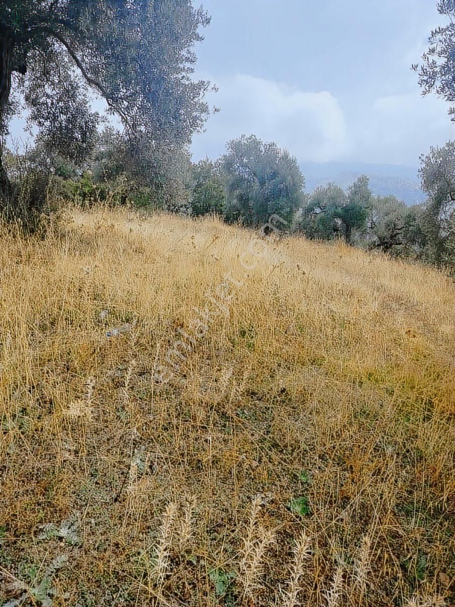 Aydın İncirliova Palamut Satılık Zeytin Bahçesi - Görsel 8