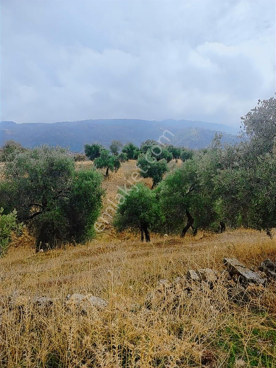 Aydın İncirliova Palamut Satılık Zeytin Bahçesi - Görsel 5