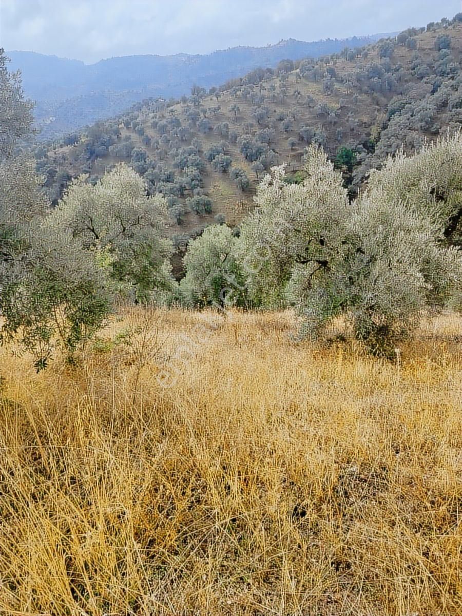 Aydın İncirliova Palamut Satılık Zeytin Bahçesi - Görsel 6