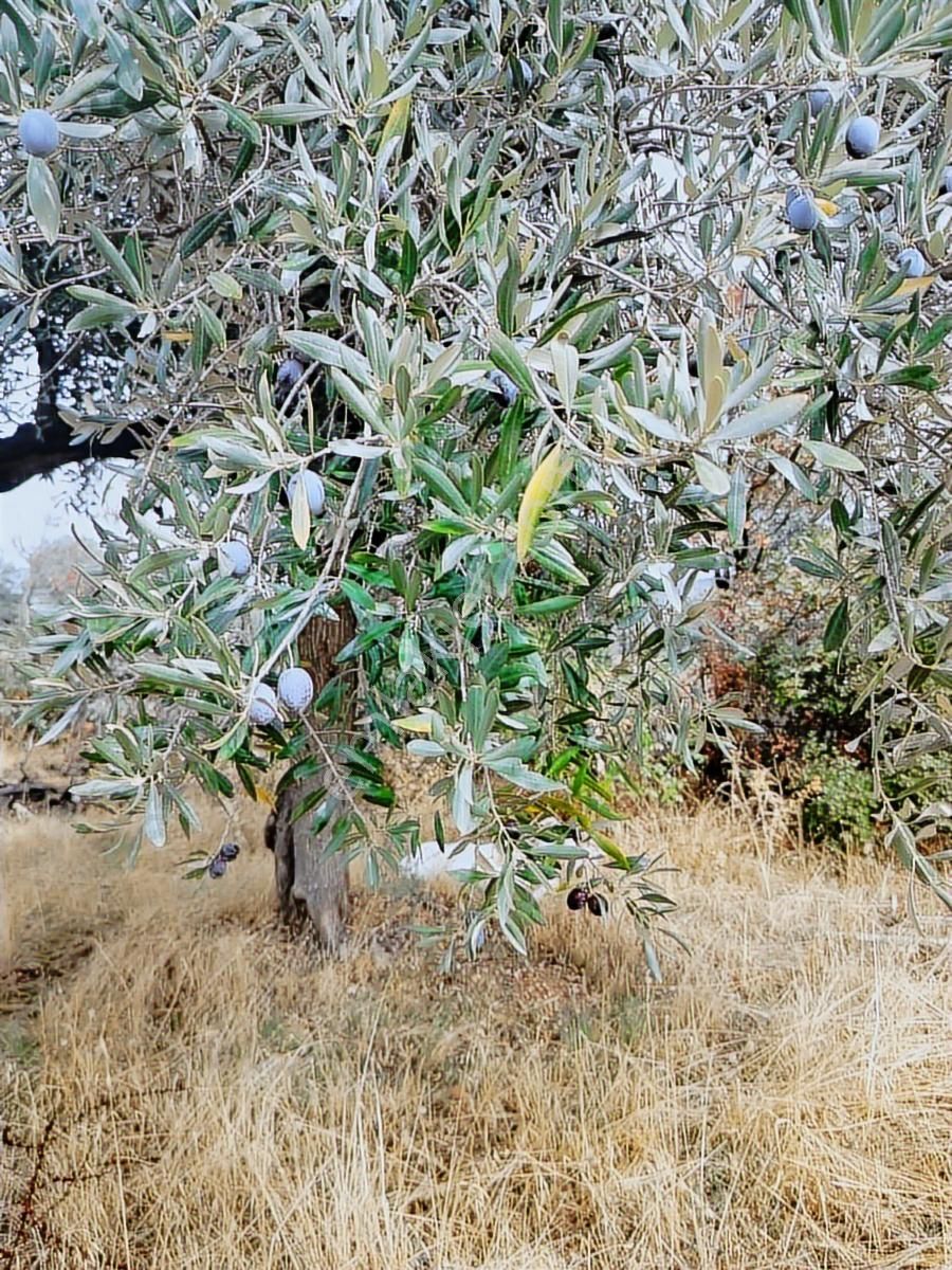 Aydın İncirliova Palamut Satılık Zeytin Bahçesi - Görsel 16