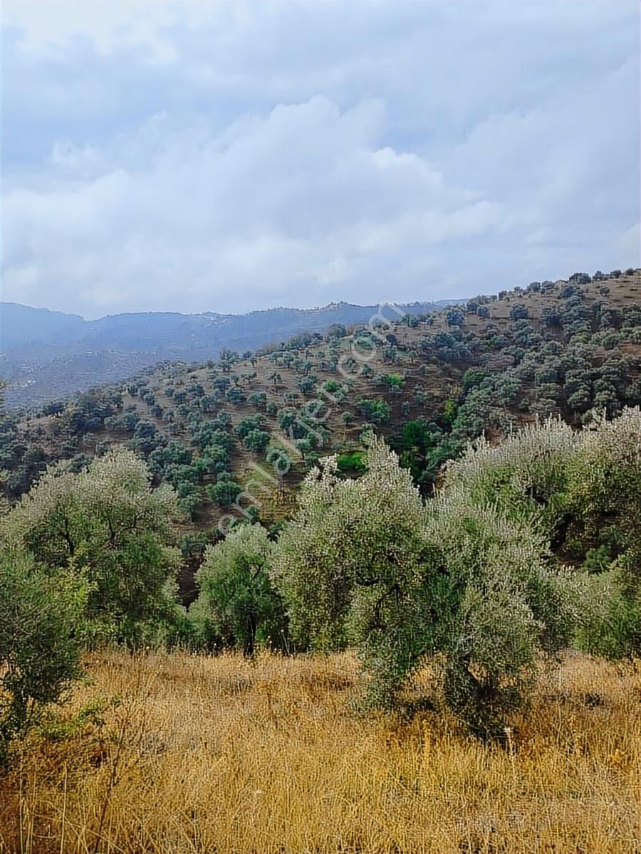 Aydın İncirliova Palamut Satılık Zeytin Bahçesi - Görsel 17