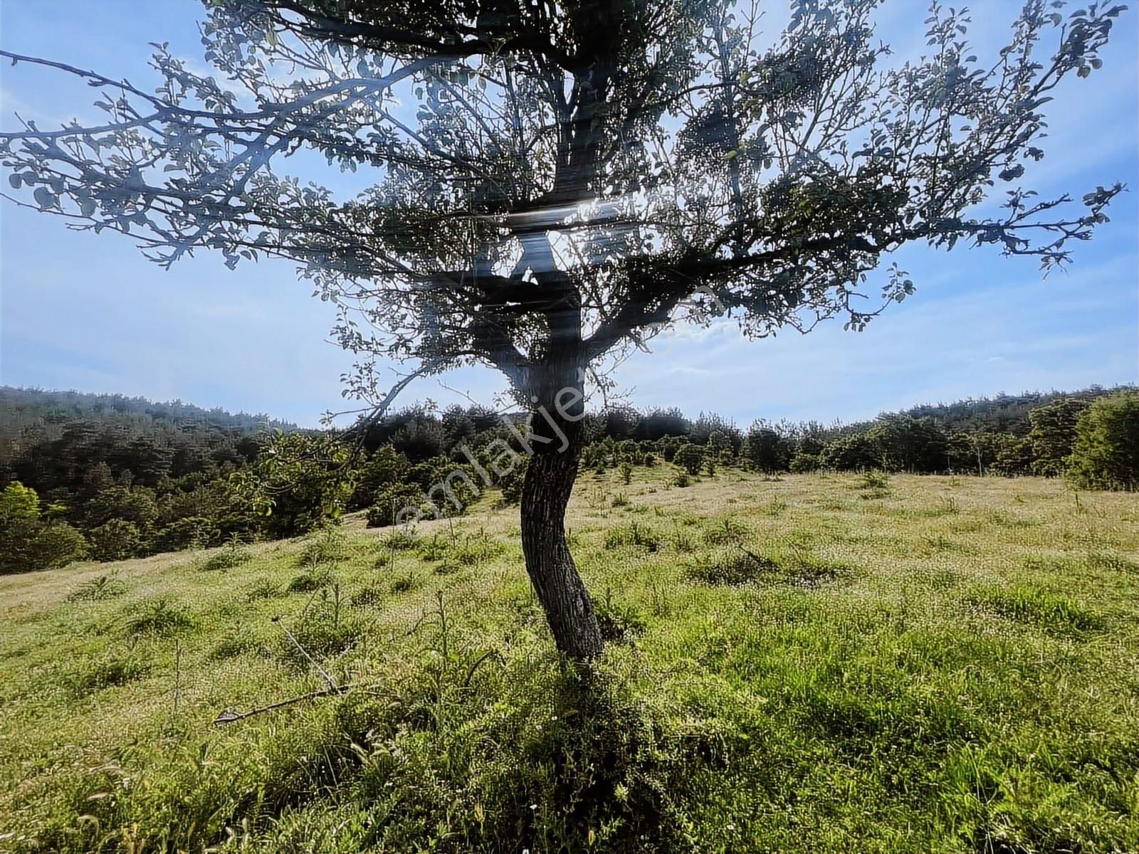 Çanakkale Merkez Salihler 26.200 M2 Tek Tapu Doğa İçi Fırsat - Görsel 7