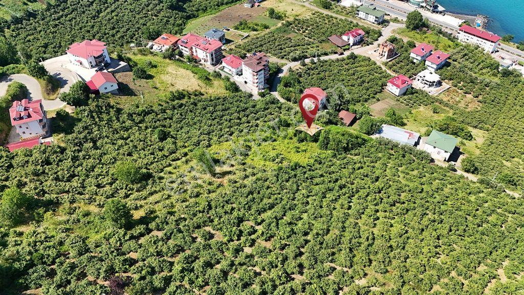 Trabzon Akçaabat Zeytinlikte Satılık Arsalar - Görsel 12