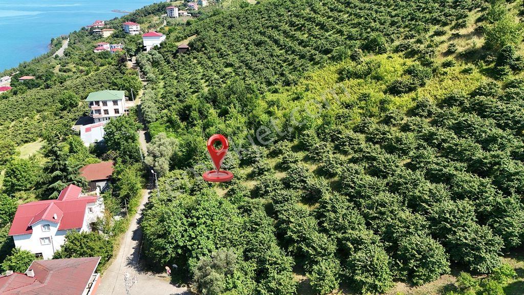Trabzon Akçaabat Zeytinlikte Satılık Arsalar - Görsel 10
