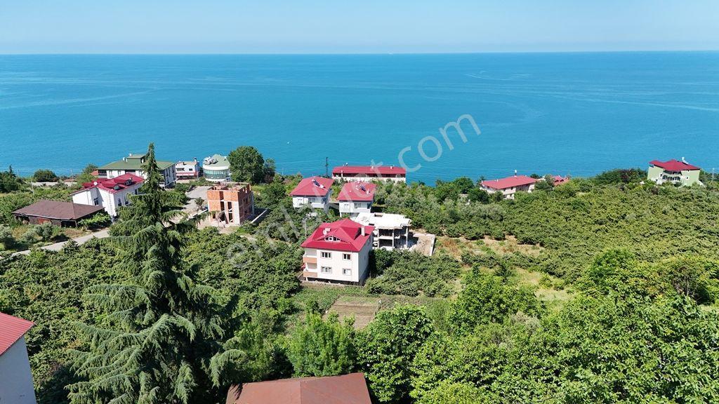 Trabzon Akçaabat Zeytinlikte Satılık Arsalar