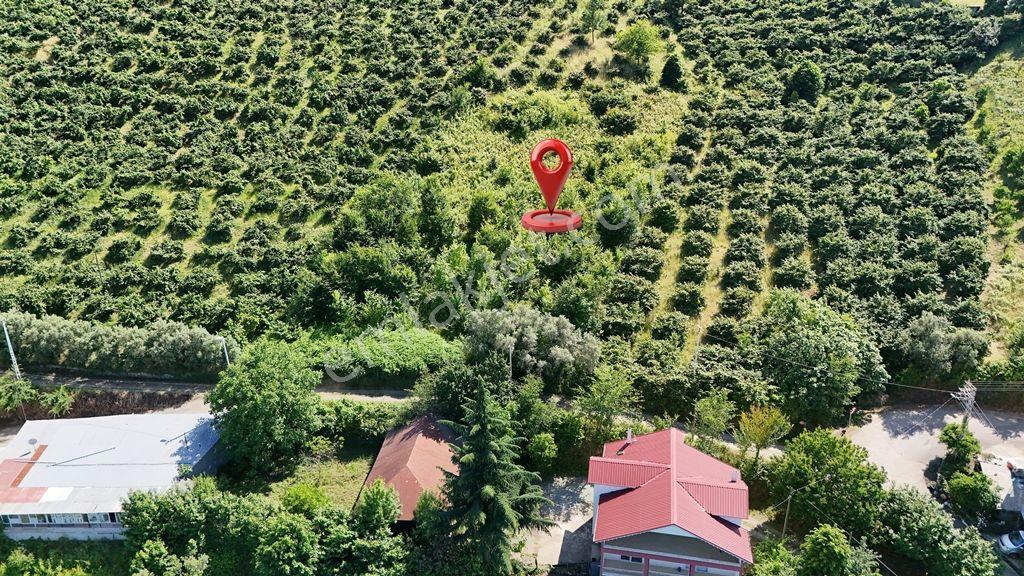 Trabzon Akçaabat Zeytinlikte Satılık Arsalar - Görsel 7