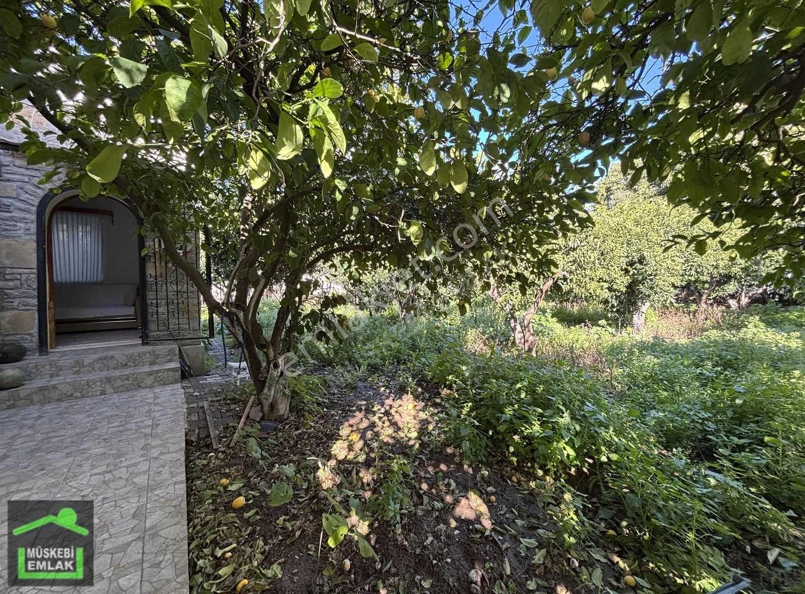 Ortakent Merkezde Mandalin Bahçesi İçinde 3+1 Tek Kat Taş Ev - Görsel 3