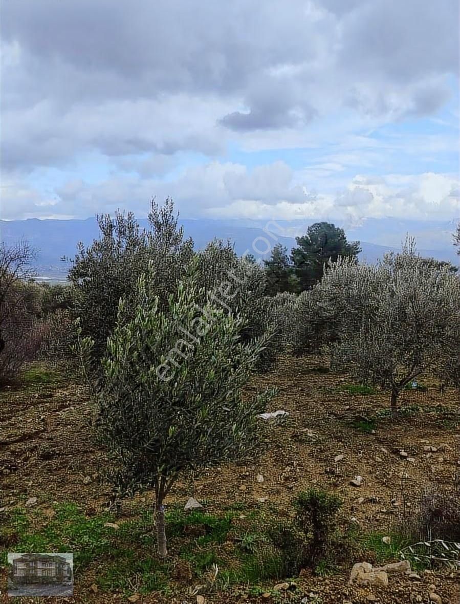 Muğla/seydikemer/zorlarda Satılık Müstakil Tarla - Görsel 15