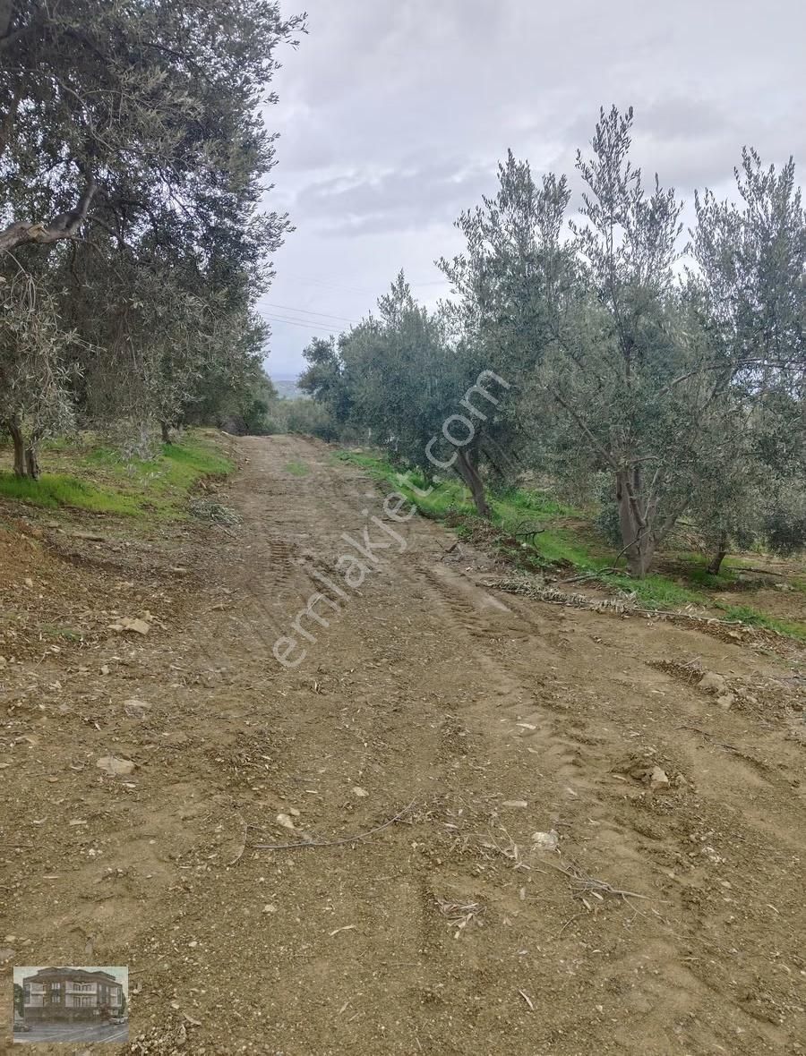 Muğla/seydikemer/zorlarda Satılık Müstakil Tarla - Görsel 9