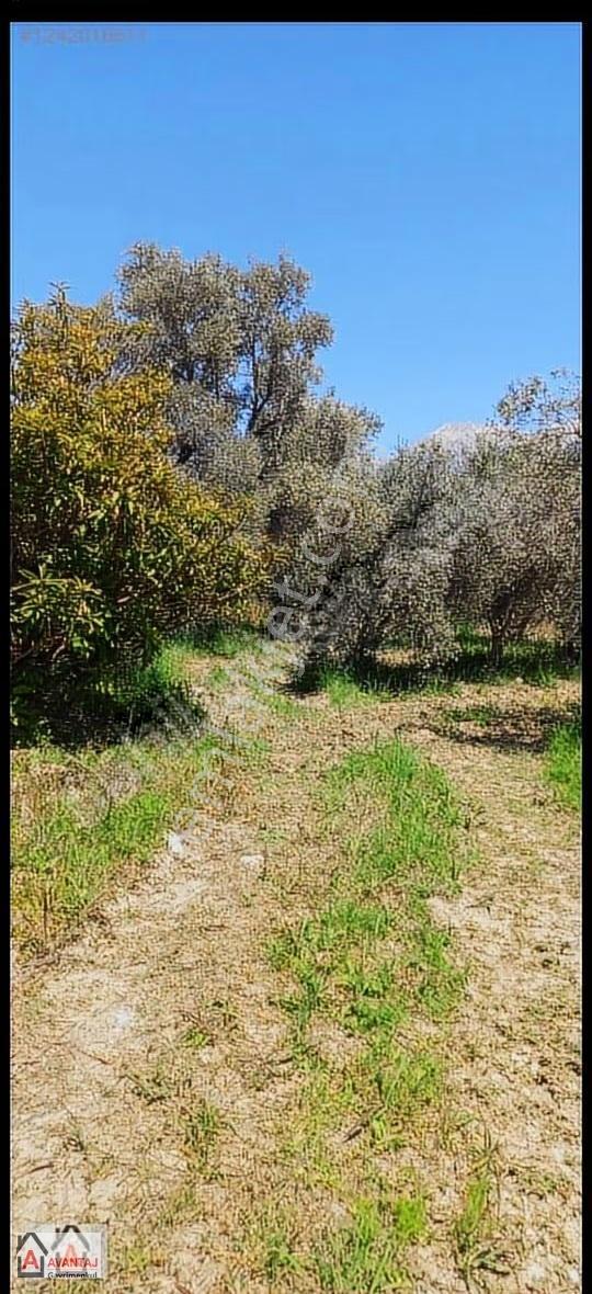 Kayadibi'nde 5.398 M2 Zeytinlik - Görsel 7