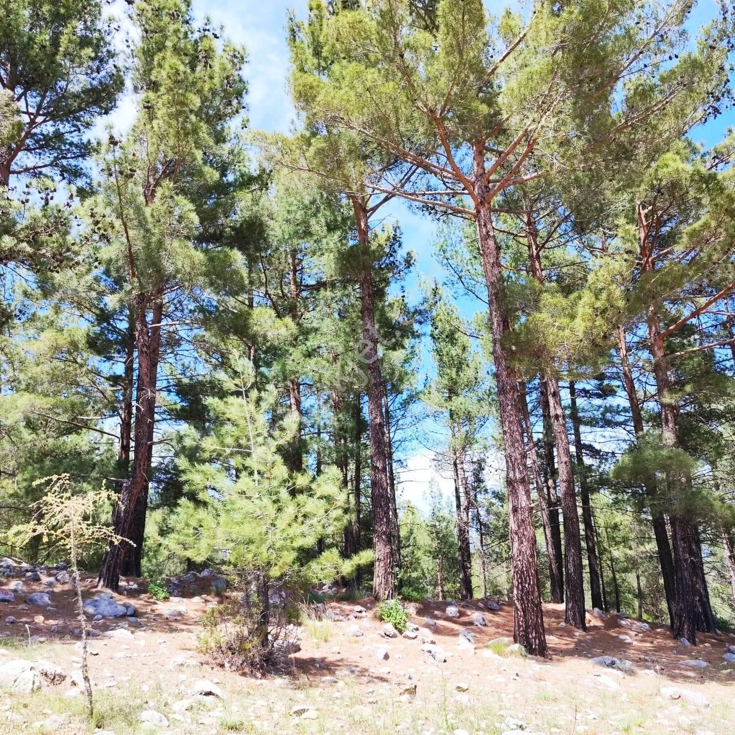 Kar Emlaktan Yeni Konacık Yapı Taşıt Sitesi Yanı 400 M2 Satılık Arsa - Görsel 23