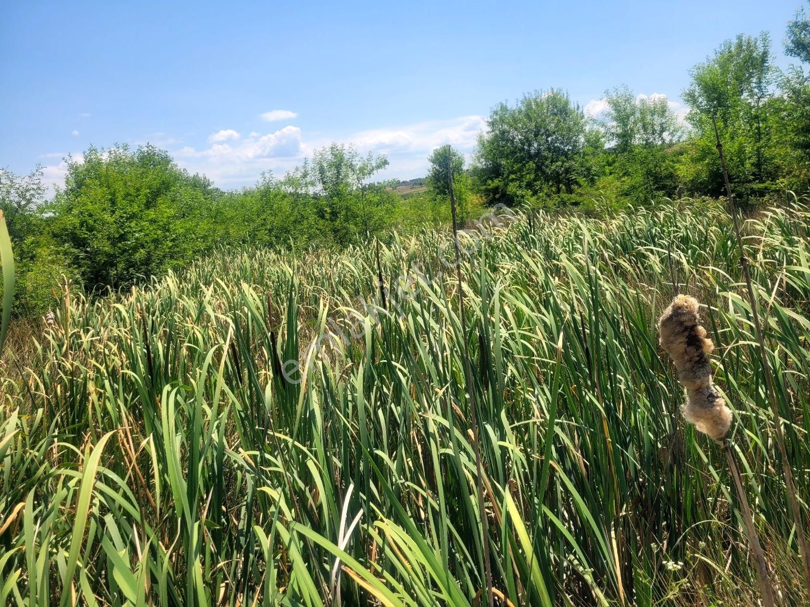 Kandıra Bollu Köyünde Şekli Güzel Turizm Bölgesinde - Görsel 7