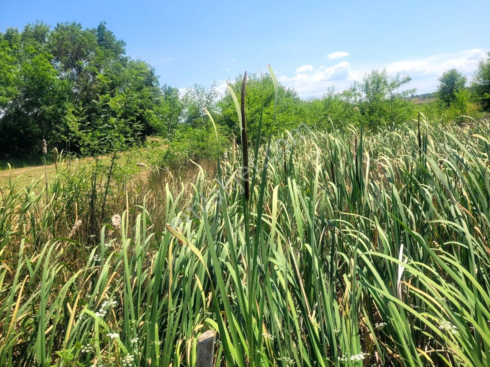 Kandıra Bollu Köyünde Şekli Güzel Turizm Bölgesinde - Görsel 18