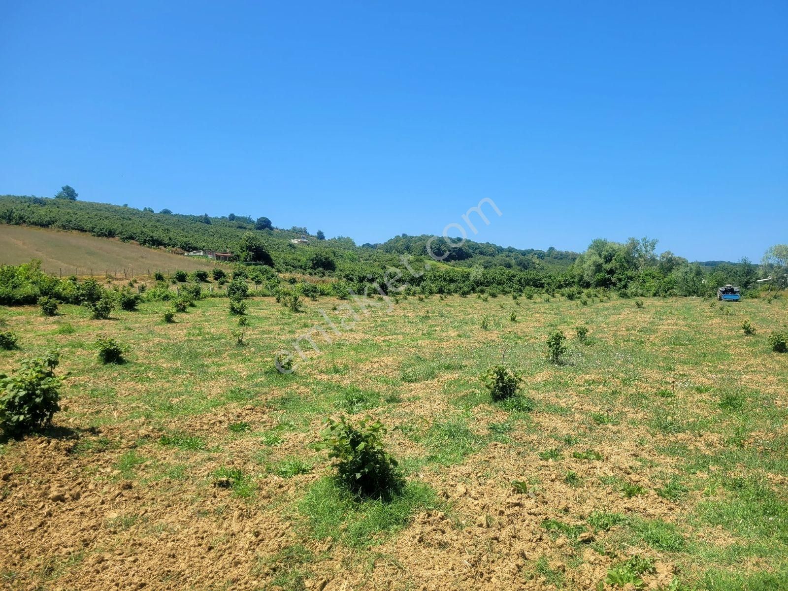 Kandıra Bollu Köyünde Şekli Güzel Turizm Bölgesinde - Görsel 8