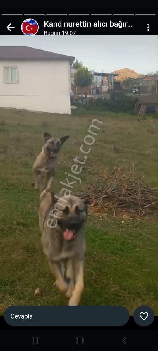 Kandıra Bollu Köyünde Şekli Güzel Turizm Bölgesinde - Görsel 23