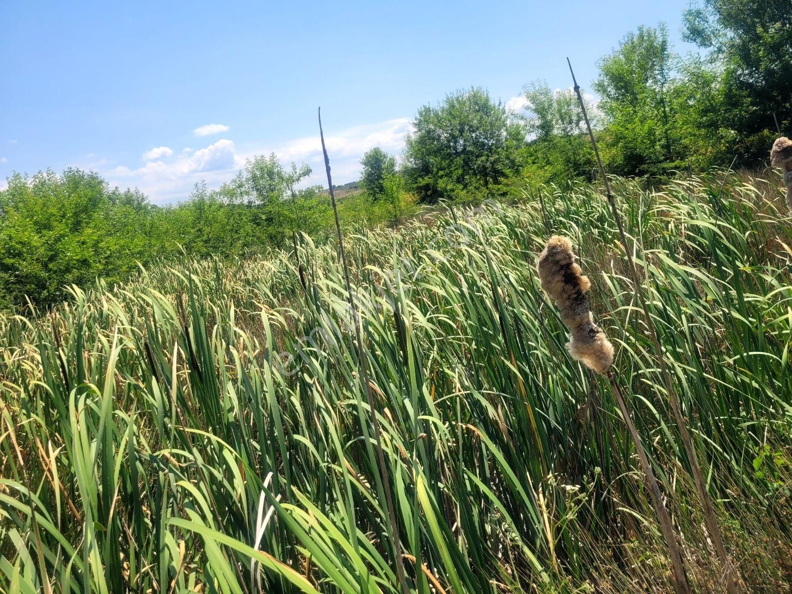 Kandıra Bollu Köyünde Şekli Güzel Turizm Bölgesinde - Görsel 25
