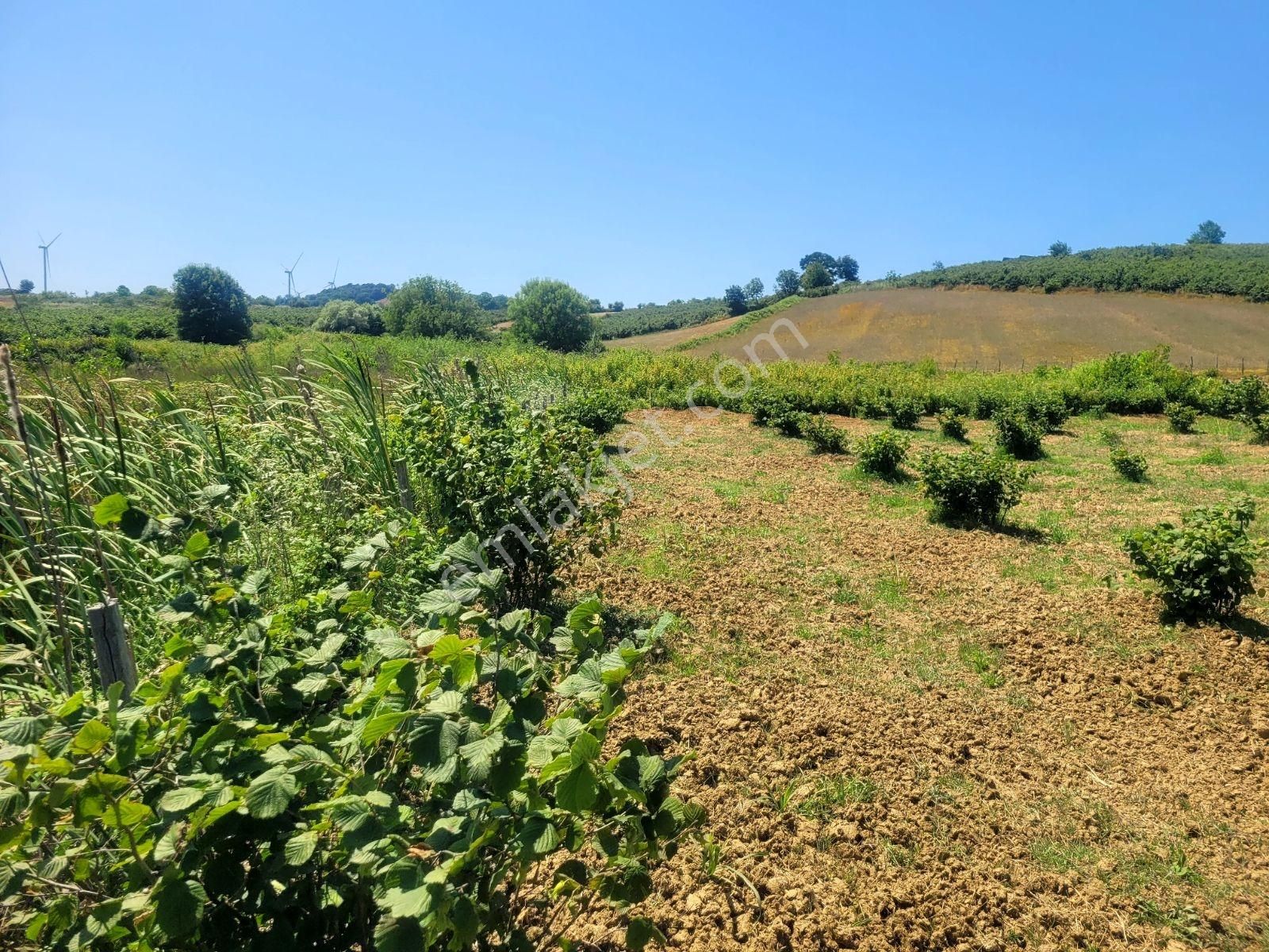 Kandıra Bollu Köyünde Şekli Güzel Turizm Bölgesinde - Görsel 35