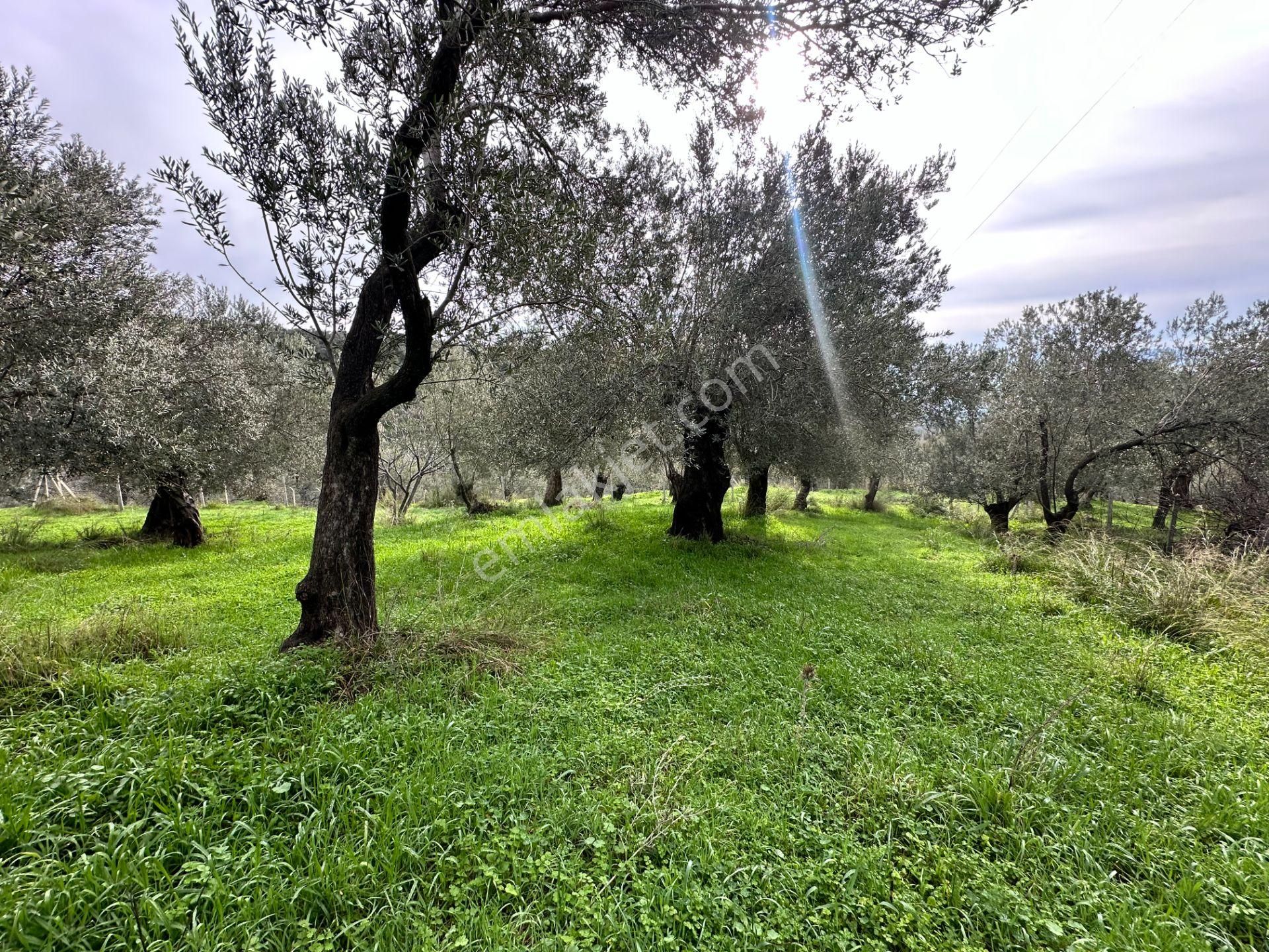 ▀mera Emlaktan Pınarbaşı Köyü Müstakil Tapulu 995 M2 Zeytinlik - Görsel 12