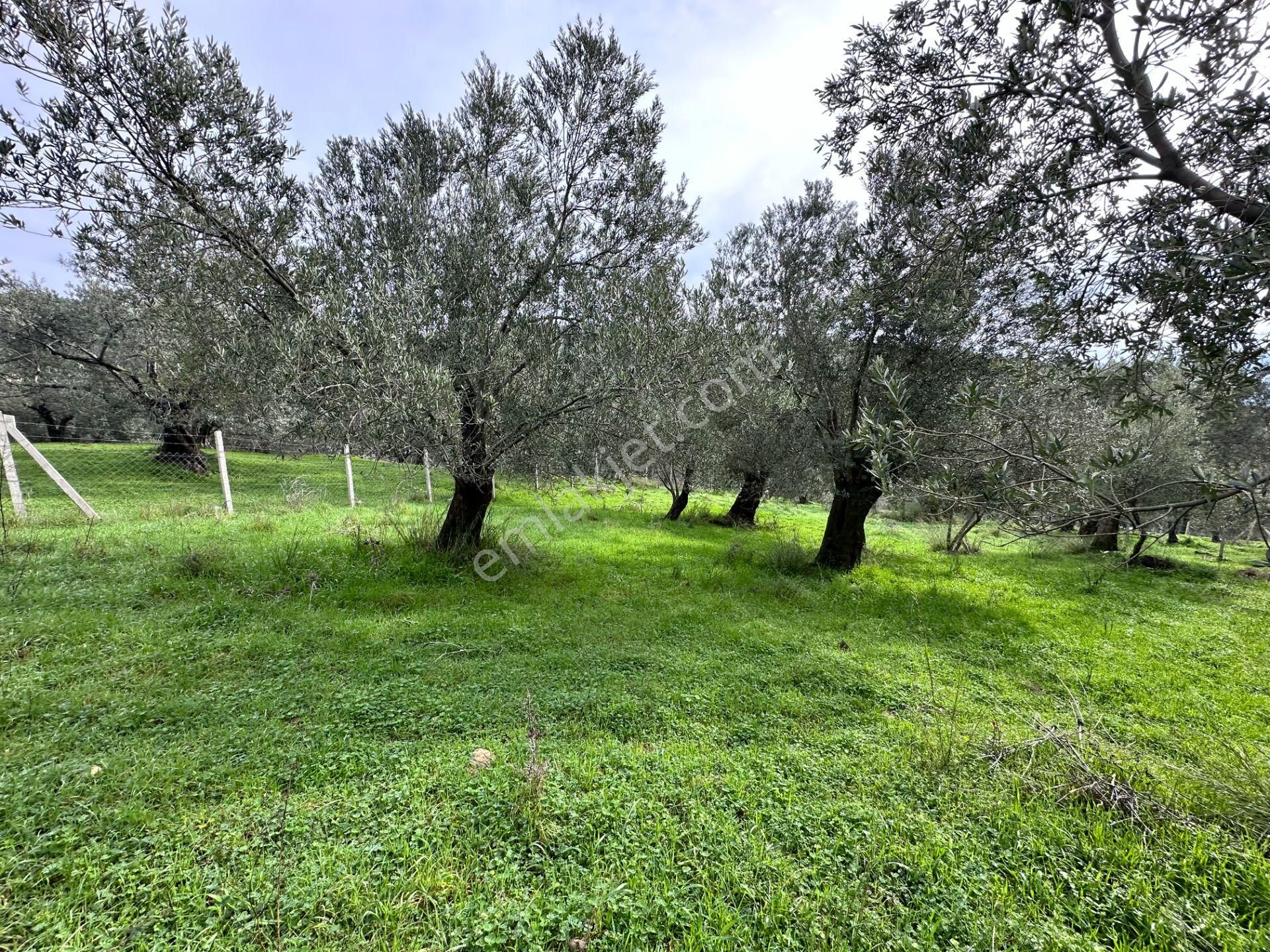 ▀mera Emlaktan Pınarbaşı Köyü Müstakil Tapulu 995 M2 Zeytinlik - Görsel 8