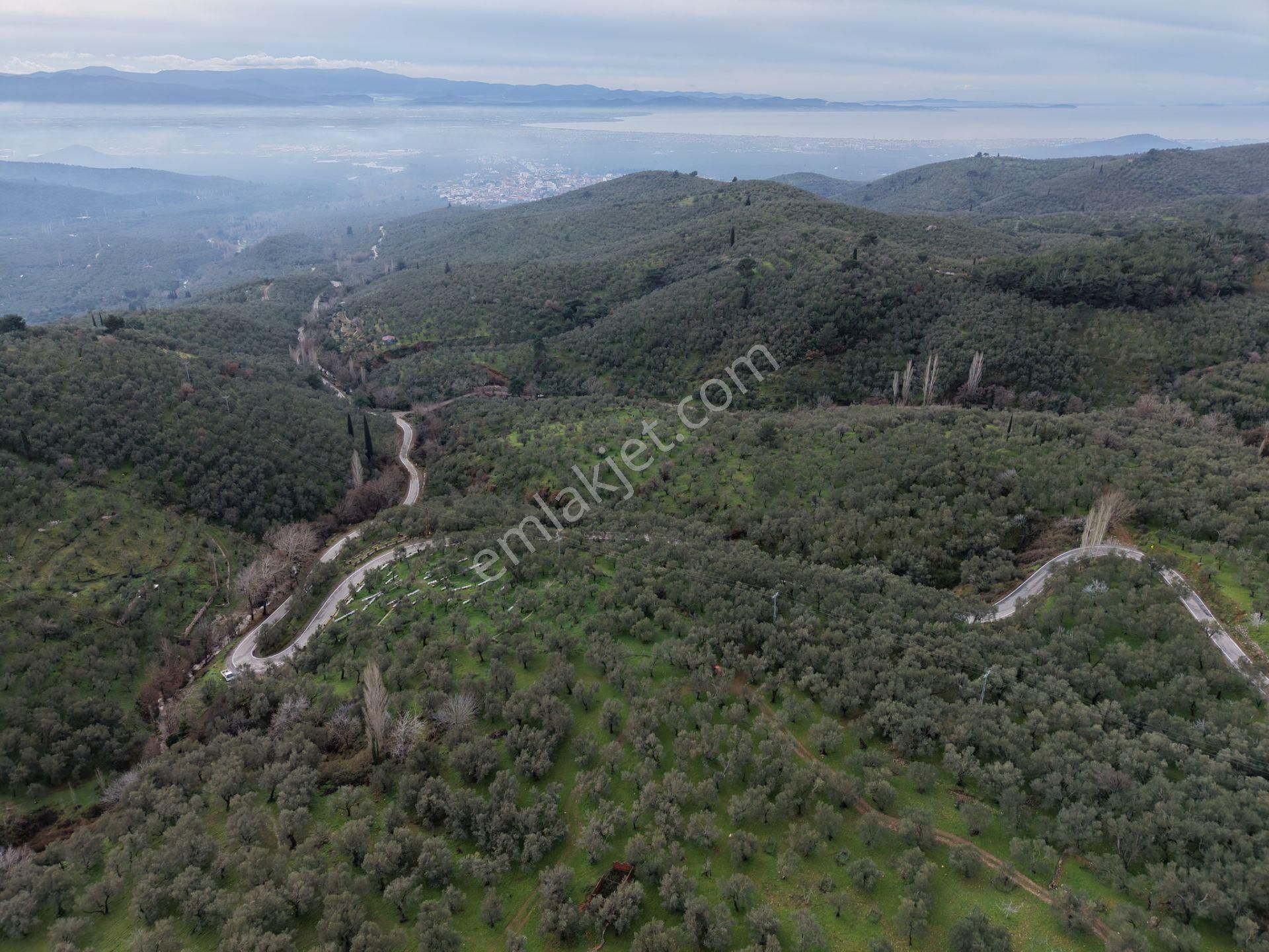 ▀mera Emlaktan Pınarbaşı Köyü Müstakil Tapulu 995 M2 Zeytinlik - Görsel 25