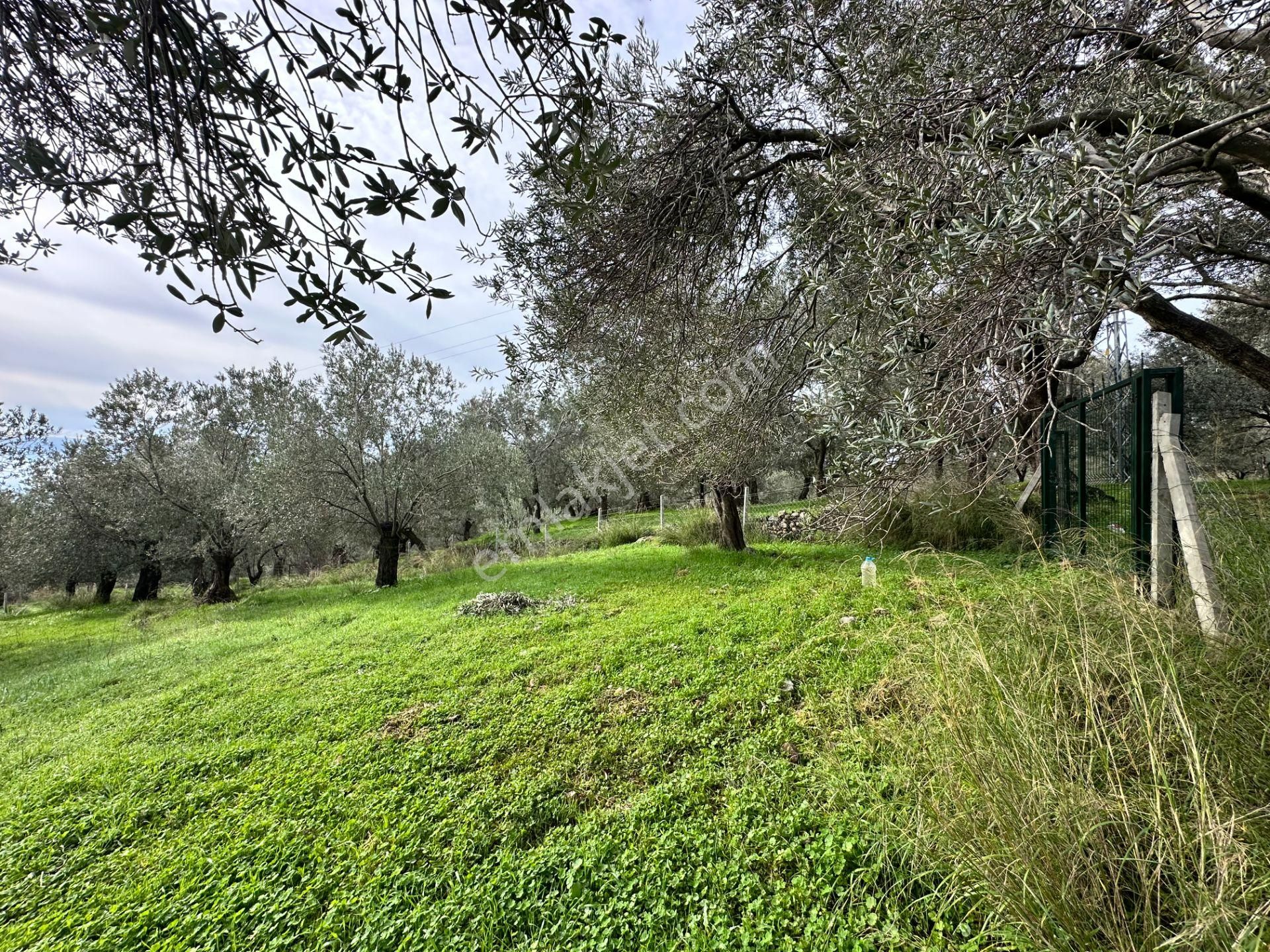 ▀mera Emlaktan Pınarbaşı Köyü Müstakil Tapulu 995 M2 Zeytinlik - Görsel 3