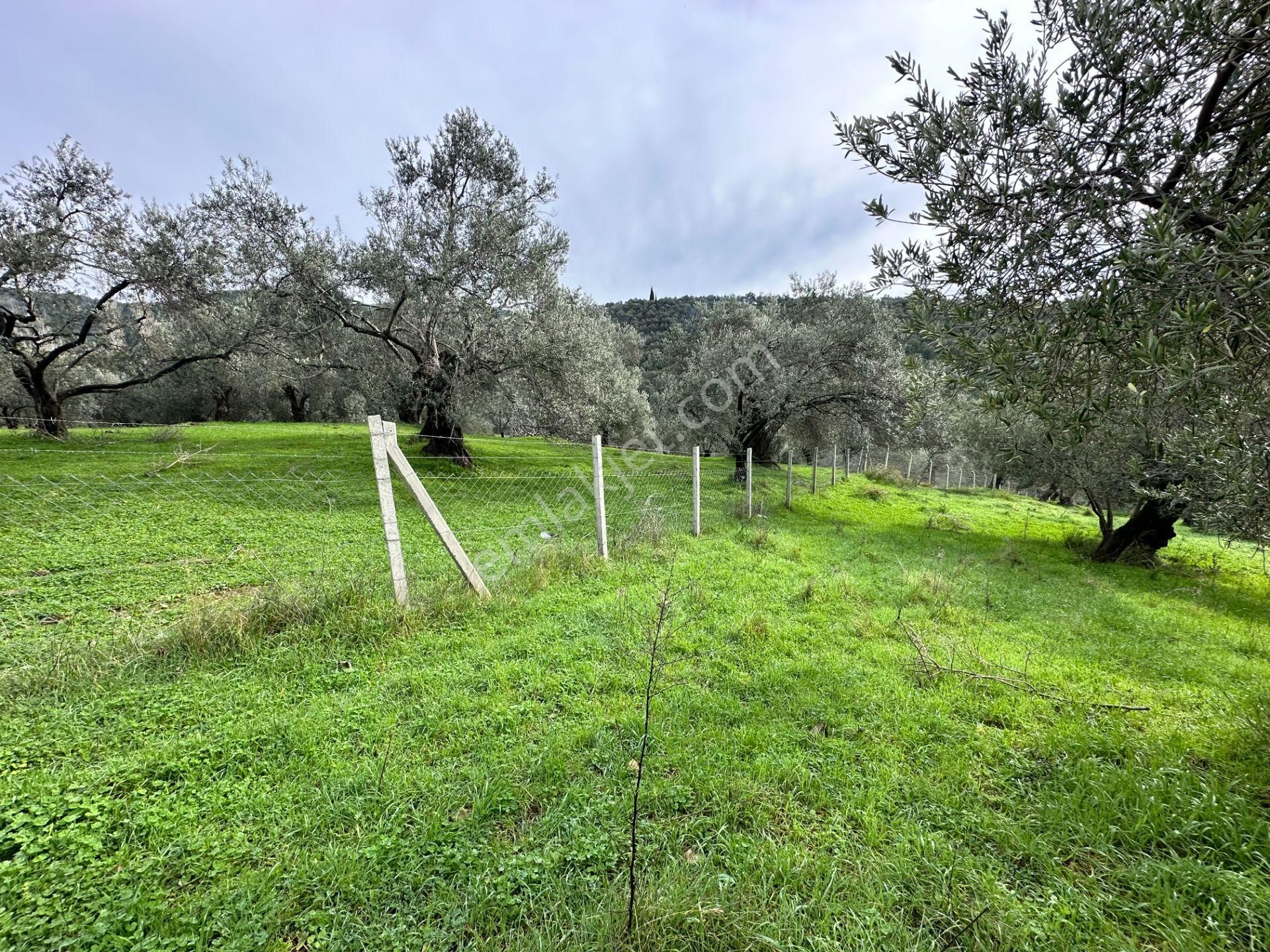 ▀mera Emlaktan Pınarbaşı Köyü Müstakil Tapulu 995 M2 Zeytinlik - Görsel 5