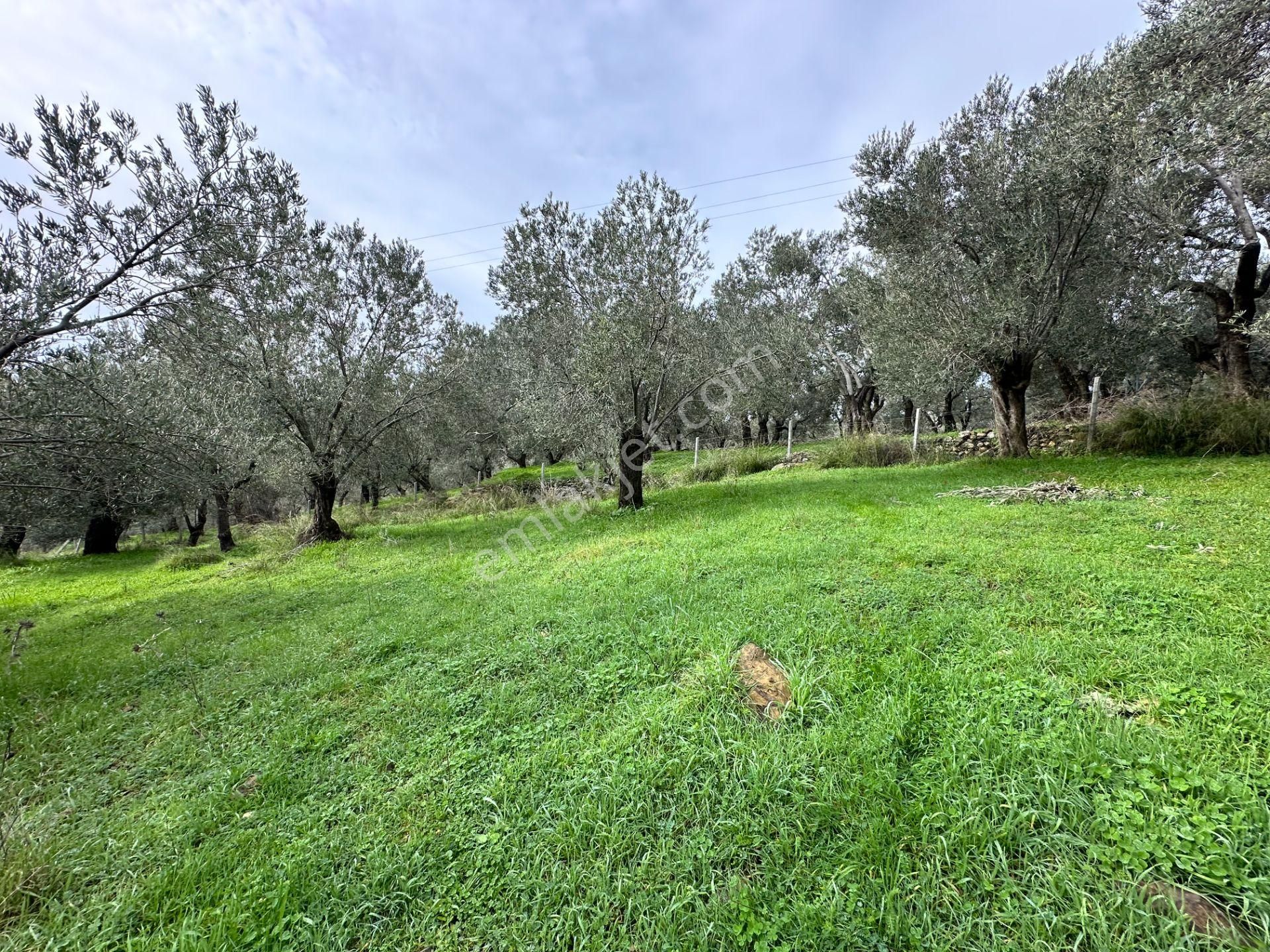 ▀mera Emlaktan Pınarbaşı Köyü Müstakil Tapulu 995 M2 Zeytinlik - Görsel 22